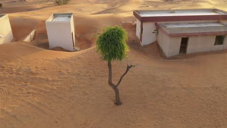 A-beautiful-green-tree-in-the-middle-of-the-desert-sand-on-an-abandoned-village