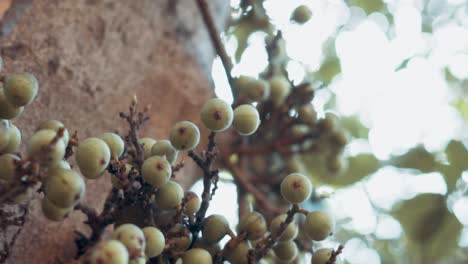 Fruta-En-La-Bandeja-Del-árbol-Disparada-Con-Bengalas-Y-Bokeh