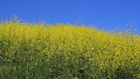 Zeitlupe-Gelber-Wildblumen-Auf-Einem-Hügel,-Der-Im-Sommerwind-Mit-Blauem-Himmel-Schwankt