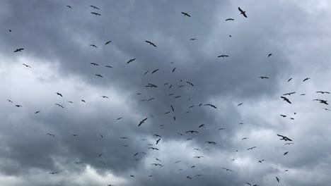 Large-amount-of-seagulls-in-the-sky