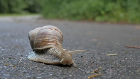 Land-snail-walking-on-asphalt-road