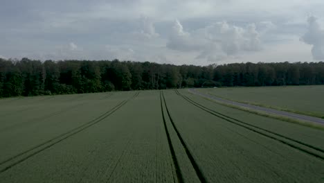 Tiro-Bajo-De-Drones-De-Plantas-Frescas-En-Un-Campo-En-Alemania