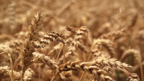Wheat-field-in-rain