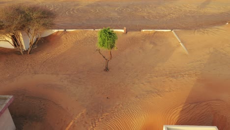 Un-Hermoso-árbol-Verde-En-Medio-De-La-Arena-Del-Desierto-En-Un-Pueblo-Abandonado