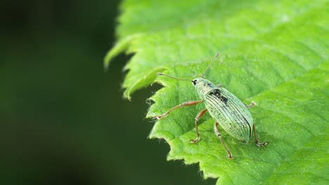 Macro-shot-of-a-beautiful-green-dotted-bug-sitting-on-a-green-leaf-and-moving-his-rear-right-leg-in-slow-motion