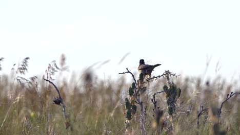 Eastern-meadowlark-taking-off-in-slow-motion