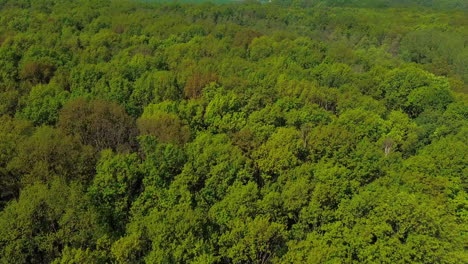 Top-down-view-of-forest-with-lots-of-trees