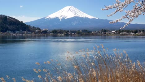 Natural-landscape-view-of-Fuji-Volcanic-Mountain-with-the-lake-Kawaguchi-in-foreground-with-sakura-cherry-bloosom-flower-tree-and-grass-flower-and-wind-blowing