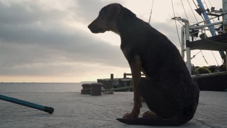 Alter-Hund,-Der-Vor-Sonnenuntergang-Am-Pier-Sitzt-Und-Sich-Umschaut