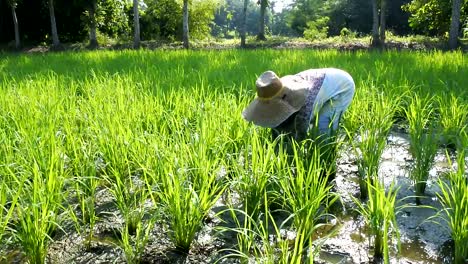 farmers-who-are-treating-paddy