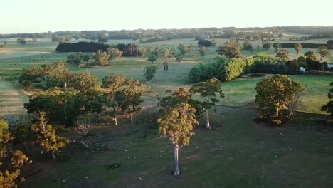 Aerial-footage-with-late-afternoon-shadows-of-agricultural-fields-with-sheep-and-native-trees-near-East-Trentham,-central-Victoria,-Australia