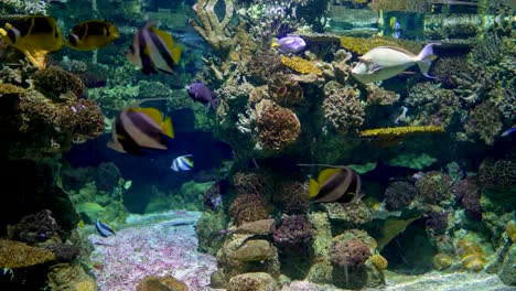 Large-aquarium-decorated-with-a-coral-reef-with-tropical-fish,-turtles-and-stingrays