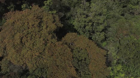 Drone-shot-of-a-tropical-jungle