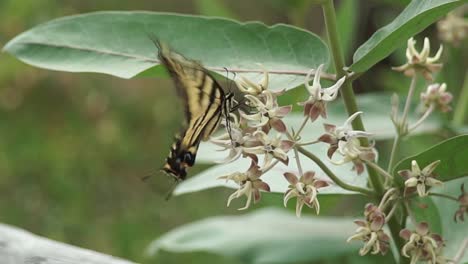 A-lone-monarch-butterfly-landing-on-a-milkweed-plant-to-feed-then-fluttering-off,-close-up,-slow-motion