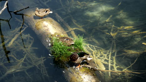Various-ducks-clean-themselves-on-a-wooden-jetty-in-the-Plitvice-Lakes-Croatia