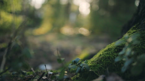 Close-up-of-green-moss-and-plants,-in-dark,-sunlit-woodlands---rising,-tilt-shot---shallow-focus