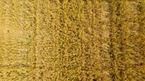 Aerial-photo-from-flying-drone-of-a-beautiful-nature-landscape-with-growing-healthy