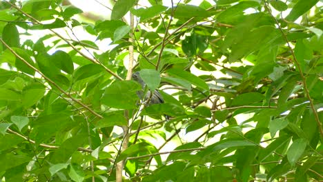 Beautiful-Black-Crowned-Antshrike-in-Panama-jungle-treetops