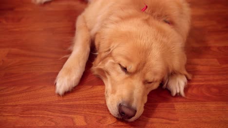 Golden-Retriever-dog-sleeping-on-laminate-floor