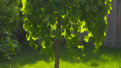 Ein-Maulbeerbaum,-Der-Sich-Sanft-In-Der-Sommerbrise-Wiegt