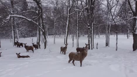 elk-herd-hiding-in-forest-during-winter-snow-storm