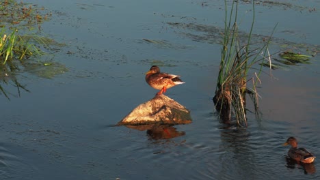 Duck-standing-on-the-rock-with-one-leg-risen-up,-doing-yoga