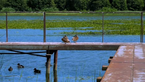 Drei-Enten-Sitzen-Auf-Der-Metallbrücke-Und-Schlafen,-Während-Andere-Enten-Darunter-Schwimmen