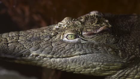 nile-crocodile-closeup-amazing-smooth-approaching-view