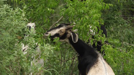Goats-craning-their-necks-to-eat-from-tree-branches,-back-view