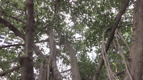 árbol-Viejo-Grande-De-La-Ciudad-De-Brisbane