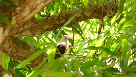 A-Yellow-Headed-Caracara-sits-perched-in-a-tree,-watching-it's-surroundings-in-the-South-American-forest