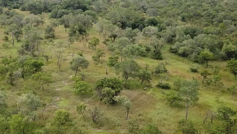 Aerial-Shot-of-the-Group-of-Giraffes-Run-Through-the-African-Savannah-and-Feed-on-an-Overcast-Day
