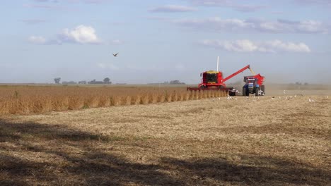 A-combine-moves-towards-the-camera-dumping-soybeans-into-a-grain-wagon-in-rural-Santa-Fe,-Argentina