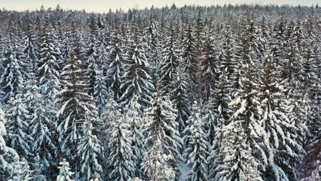 Pine-tree-coniferous-forest-covered-in-snow,-cold-winter-landscape,-aerial-view