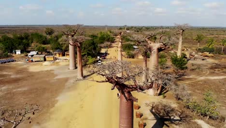 Avenida-De-Los-Baobabs,-Madagascar