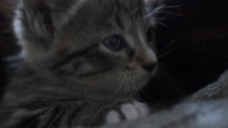 Cute-Tabby-Kitten-Moving-In-Lap-Cuddled-In-Blanket