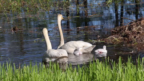 Swan-family-swimming-in-a-lake,-sunny-spring-day,-in-Finland---Cygnus