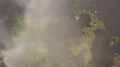 A-drone-view-over-a-lake,-with-waterlilies-and-surrounded-by-trees