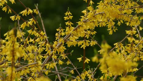 Eine-Schwarzkopfmeise-Zwischen-Gelben-Herbstblättern-In-Kanada,-Mittlere-Aufnahme