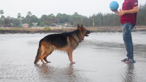 Aggressiver-Junger-Deutscher-Schäferhund-Bellt-Und-Spielt-Mit-Dem-Besitzer-Am-Strand-In-Spielerischer-Stimmung-Und-Fröhlicher-Stimmung-|-Deutscher-Schäferhund,-Der-An-Einem-Strand-Mit-Besitzer-Oder-Trainer-Spielt-Mumbai,-15-03-2021