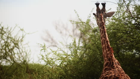 A-Masai-giraffe-feeding-on-acacia-leaves,-Serengeti,-Tanzania,-medium-shot