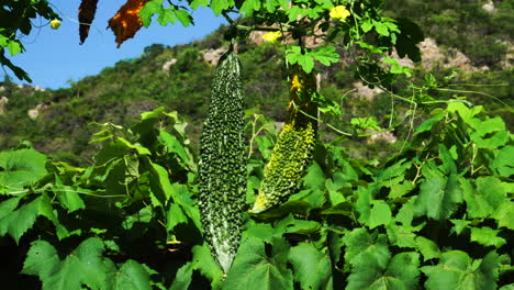 Close-up-of-bitter-melons-in-their-plant-surrounded-of-hills