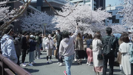 Hombre-Tomando-Videos-Con-Un-Cardán-Durante-El-Hanami-En-El-Río-Meguro-En-Tokio-Japón