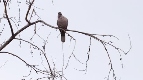 A-ring-necked-dove-in-a-tree