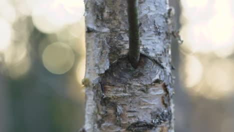 Closeup-with-a-birch-tree-trunk