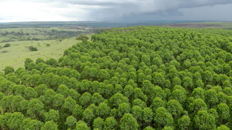 Eukalyptusplantage-In-Brasilien