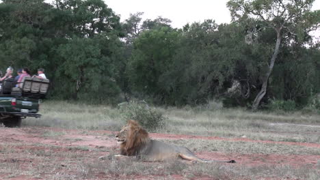 Tourists-in-safari-vehicle-drive-past-male-lion-resting-in-bushland