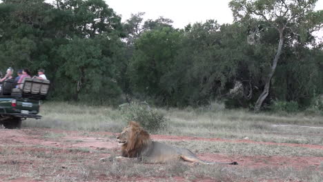 Los-Turistas-En-Un-Vehículo-De-Safari-Pasan-Junto-A-Un-León-Macho-Descansando-En-Los-Matorrales