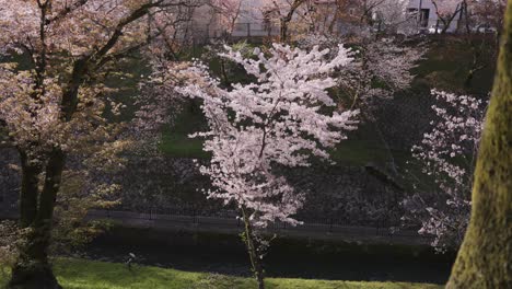 Sakura-baum,-Der-Bei-Sonnenaufgang-In-Der-Japan-frühlingsszene-Blüht