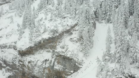 Aerial-of-snow-covered-tree-on-mountain-ridge